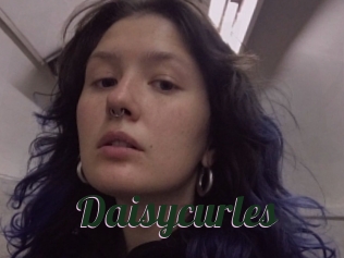 Daisycurles